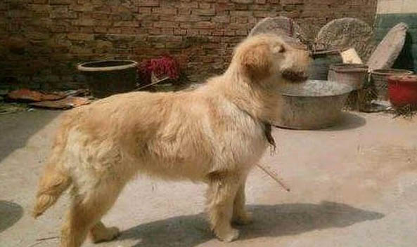 金毛犬突然四肢无力站不起来怎么回事