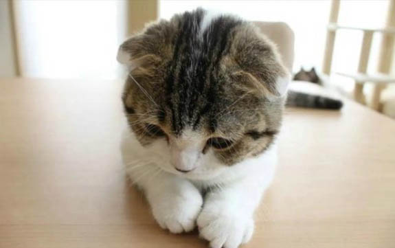 小猫为什么会流泪和产生眼屎？