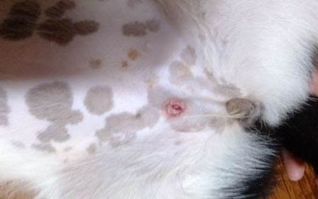 犬瘟痊愈后能活多久呢