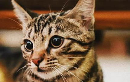 为什么中国狸花猫被cfa除名