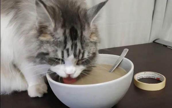 猫咪能吃荔枝肉吗?