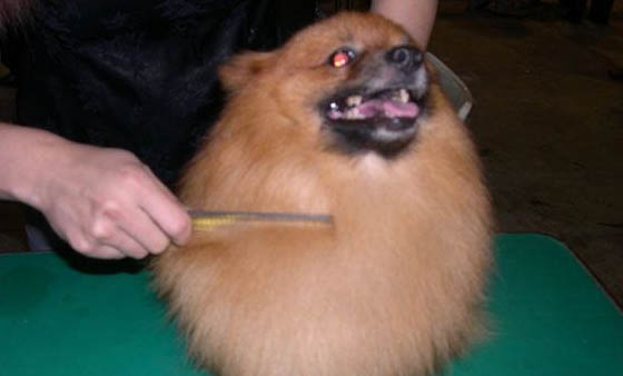 狗吃卵磷脂还是蛋黄好