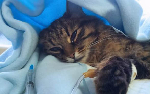 小猫发烧能自愈吗?
