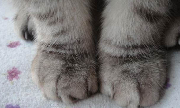 猫咪走丢了白天会躲在哪里?