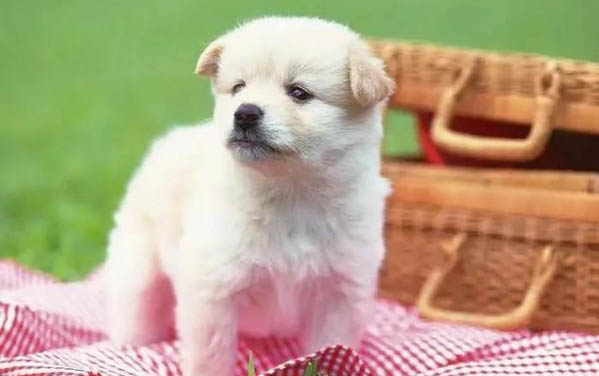 狗狗分离焦虑症