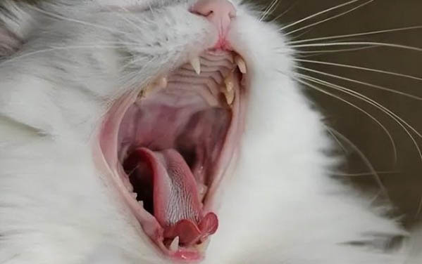 怎么判断猫身上有虱子?