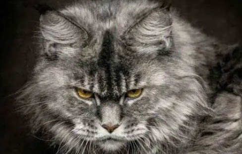 猫咪拉屎特别臭小妙招