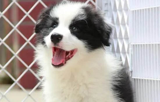 狗狗得了细小怎么自救呢