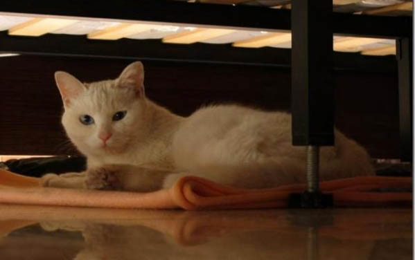 猫咪舔毛代表什么