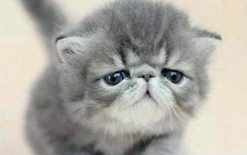猫咪能吃龙眼吗