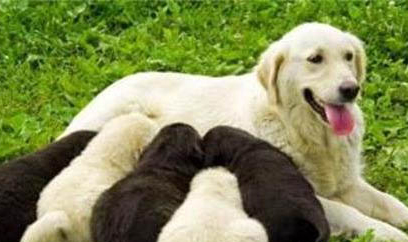 母犬下奶后多久恢复