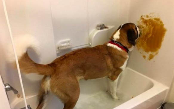 犬细小痊愈后多久能洗澡？