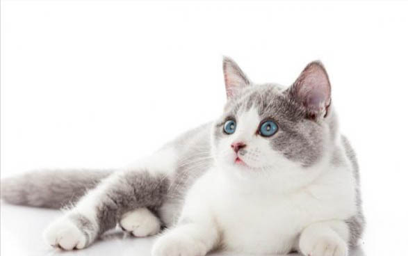 小猫咪为什么怕冬天呢怎么办