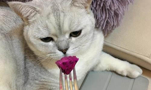 猫咪感染猫瘟的途径有哪些