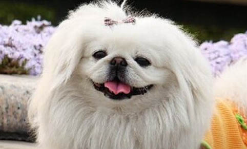 京巴犬好养吗