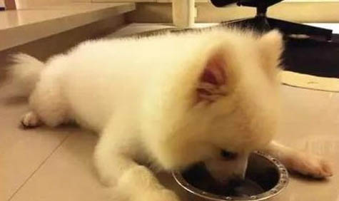 狗狗突然睁不开眼睛是怎么回事?