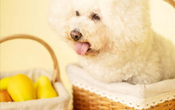 比熊犬缺钙有哪些表现?