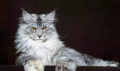 缅因猫的最大能长多大?