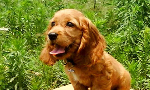 可卡犬和金毛哪个好