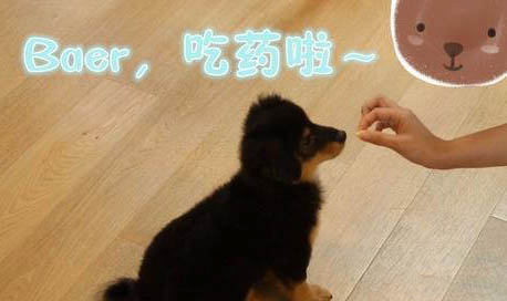 怎样领养狗狗