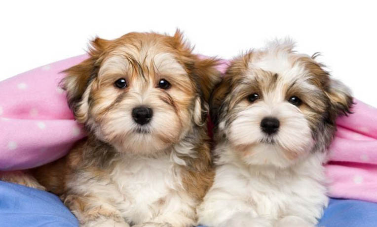 狗狗得了犬瘟多久才能痊愈