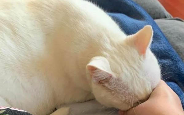 猫咪老是吐黄水怎么办