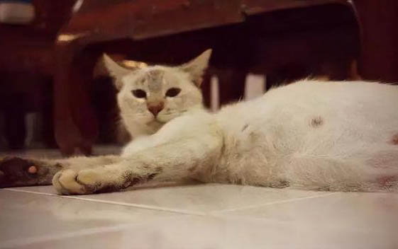 猫冬天吃什么