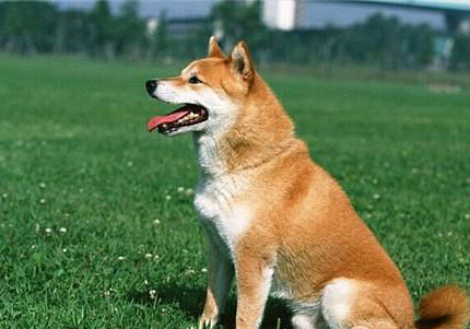 柴犬和萨摩耶哪个好养