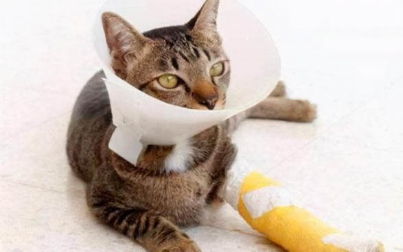 猫瘟在人身上会残留多久