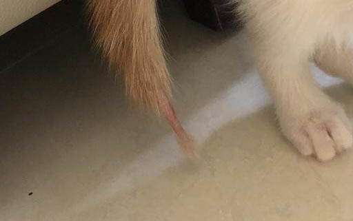 猫咪刚配完种呕吐正常吗