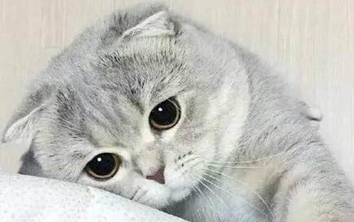 猫咪为什么会大量脱毛?如何处理以及注意事项?