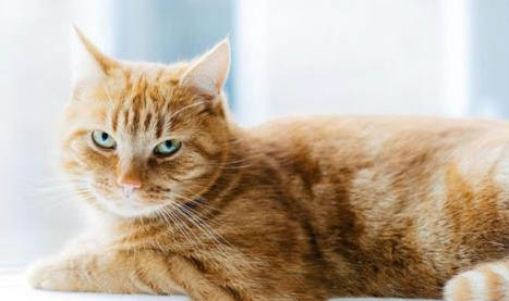 加州闪亮猫为什么会得结膜炎