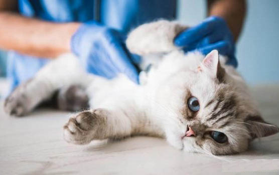 猫咪打架要不要去阻止?