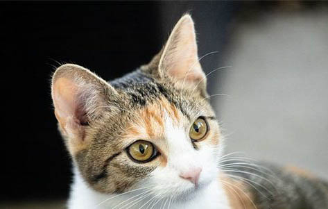 猫绝育后呕吐的原因及处理方法