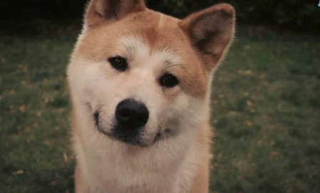 需要断尾的狗狗