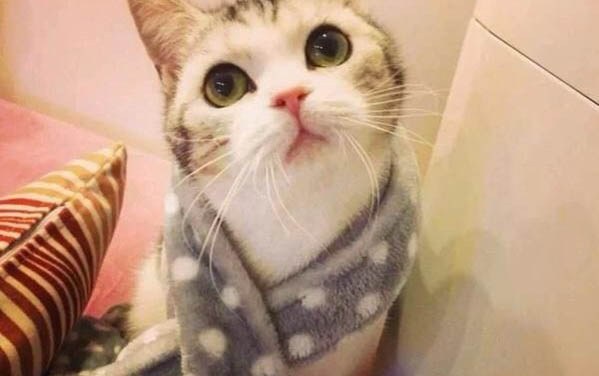 猫生了小猫之后应该给吃什么?