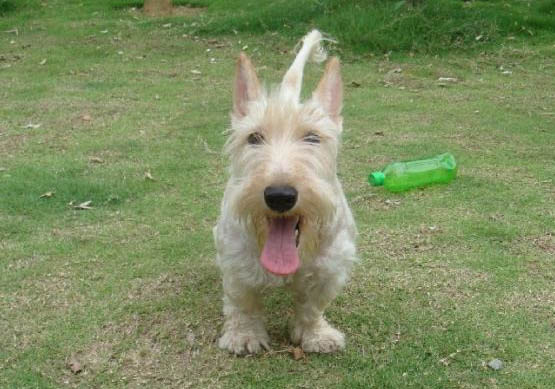 苏格兰猎鹿犬吐清水的原因及处理方法