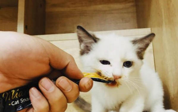 猫咪吃生牛肉还是熟牛肉好