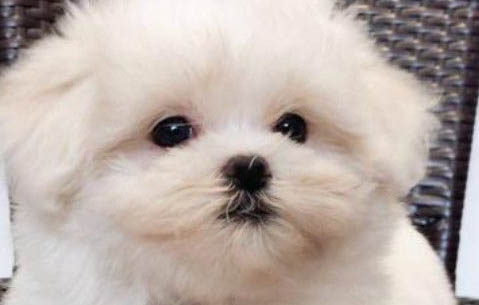 马尔济斯犬多少钱一只