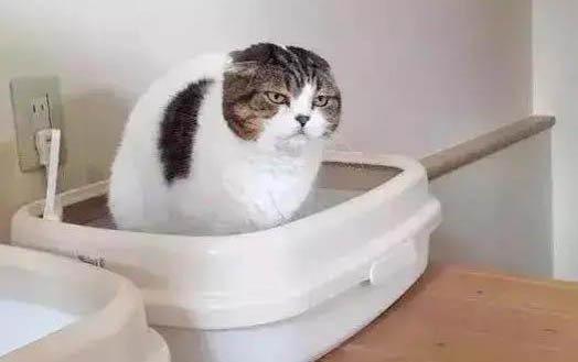 2个月小猫如何分辨公母