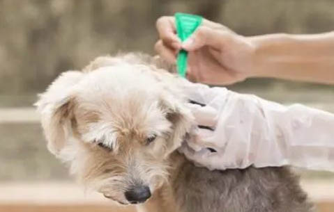 狗狗冠状晚期症状