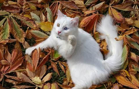 土耳其梵猫的体重是多少