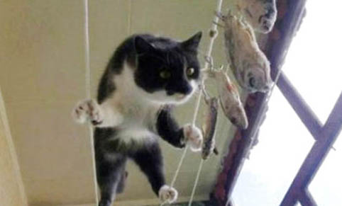 猫咪除跳蚤的方法