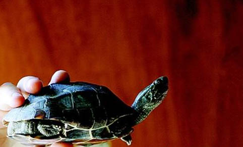 乌龟得了肺炎多久会死？