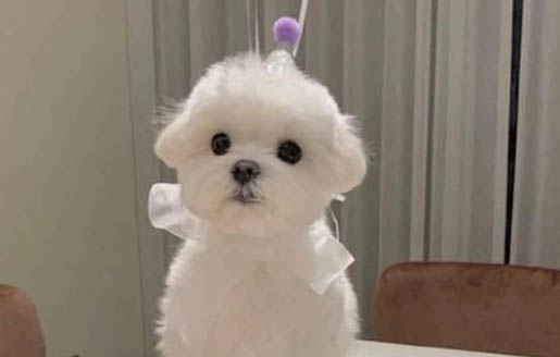 3个月的狗狗多久洗一次澡