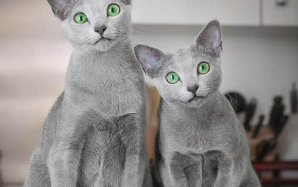 小猫咪总叫个不停是怎么回事啊?