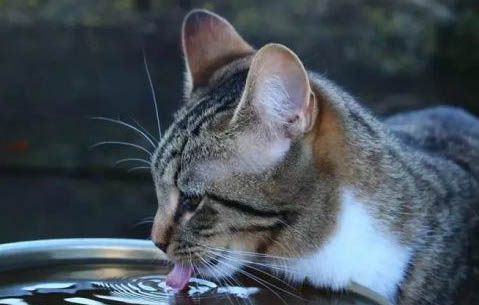 猫咪呕吐黄水了怎么办