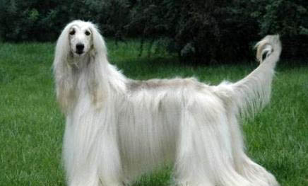 平毛寻回猎犬太瘦原因