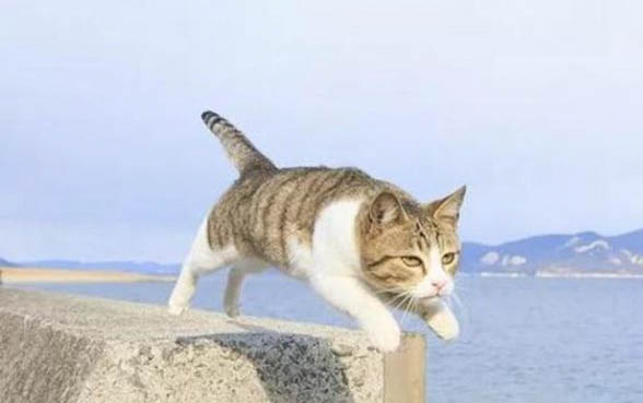 猫咪绝育伤口感染有哪些症状