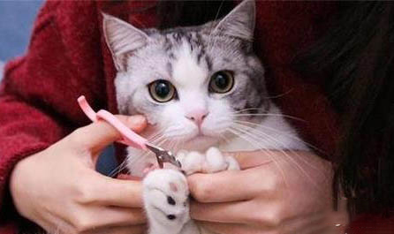 猫突然呕吐死亡是什么原因
